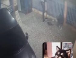 Pemilik Temukan Anjing Yang Di Curi, Petugas Ronda Takut Kepada Pencuri